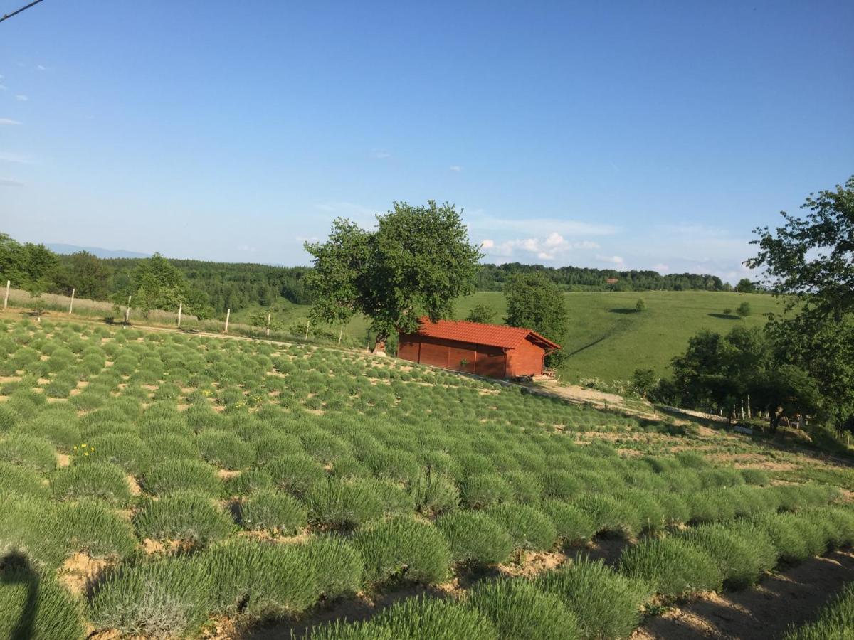 Bed and Breakfast Rose Hip Hill Farm Valea Tirnei Exterior foto