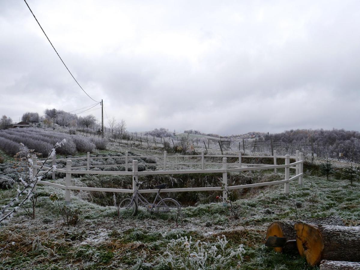 Bed and Breakfast Rose Hip Hill Farm Valea Tirnei Exterior foto