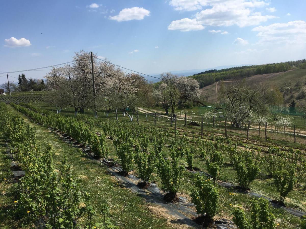 Bed and Breakfast Rose Hip Hill Farm Valea Tirnei Exterior foto